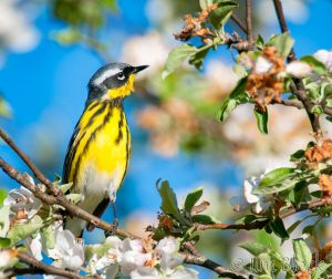 07   DQ690G--Magnolia-Warbler.jpg